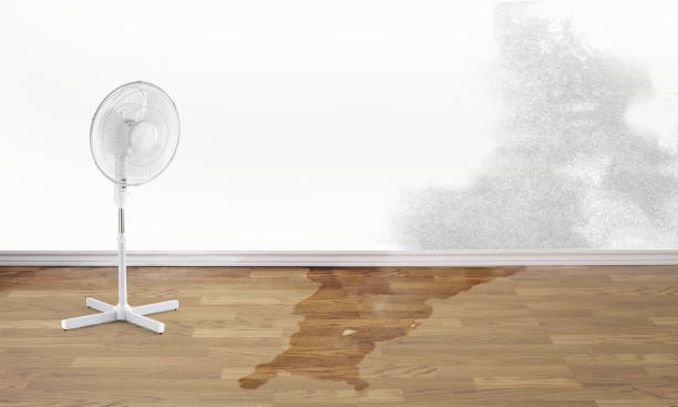 Best Flood damage cleanup  in Dover, FL